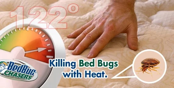 Can't Kill Bed Bugs in NJ NYC Westchester? Call 855-241-6435 BedBug Chasers